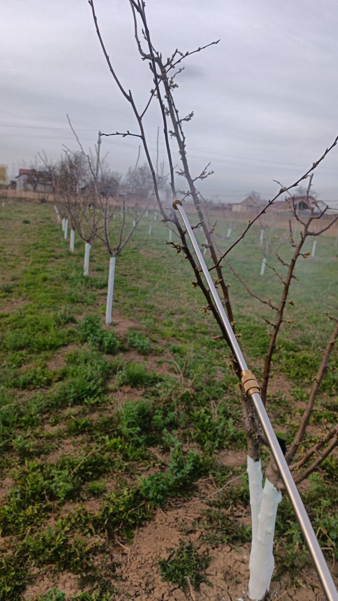 Taieri de rodire, plantare, altoire, formare a pomilor si vitei de vie