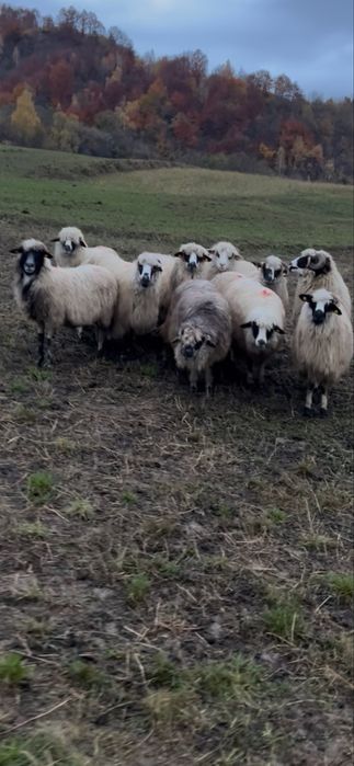 De vanzare 9 oii si un berbec pe ales