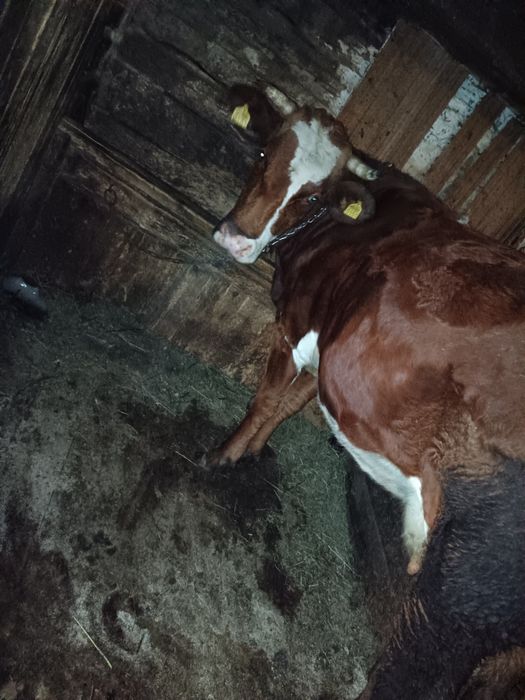 Vând un cal cu ștraif cu ham  .Vând două vaci ,a mândouă a treia, făta