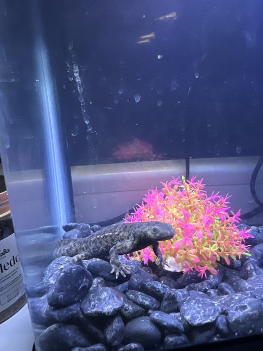 Тритон водный