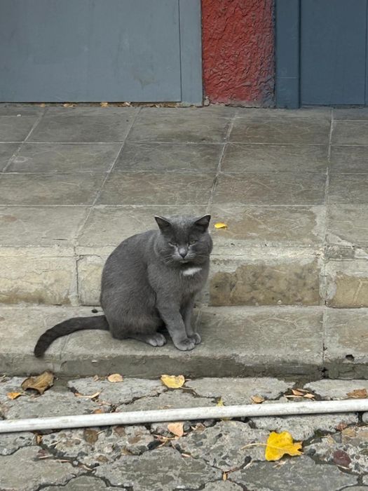 Котик ищет дом и любящих хозяев