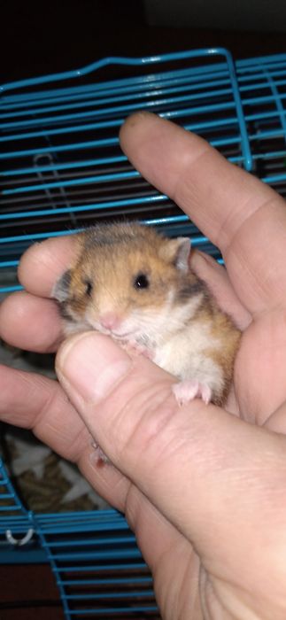 Шустрые хомячки молодняк Смотрите 6фото Читайте описании