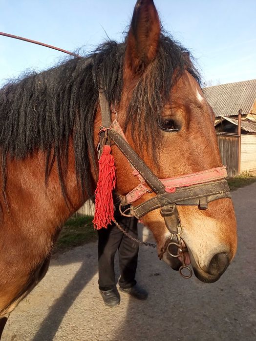 Cal de 3 ani Boghis Sālaj