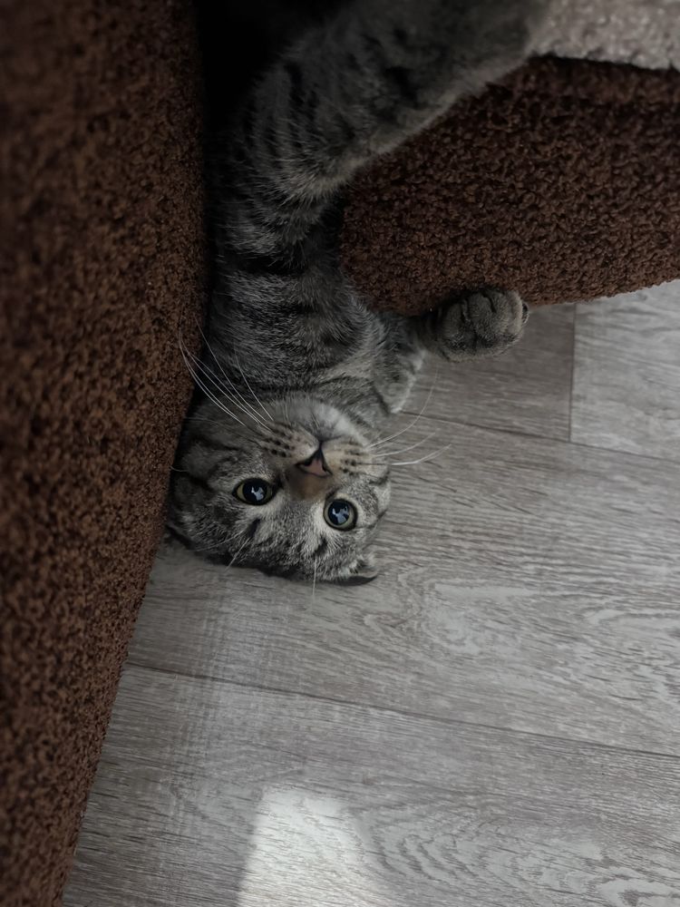 Домашний вислоухий кот