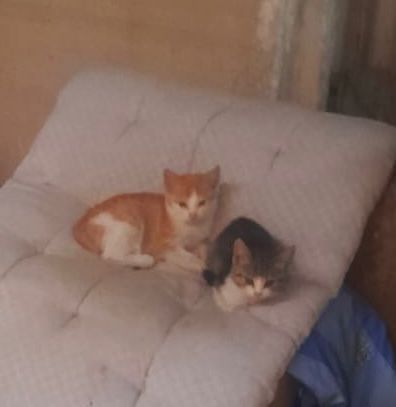 Отдам котят в добрые руки