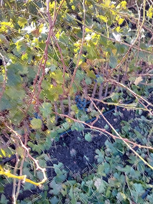 Vand butasi vita de vie hibrida