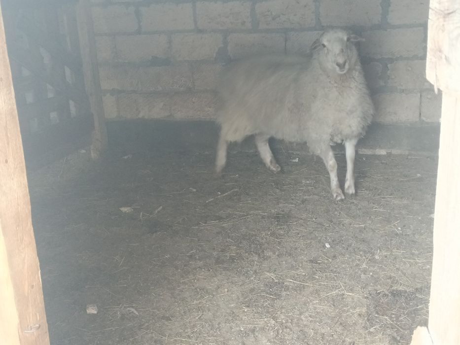 Семіз ақ ұрғашы қой сатылады