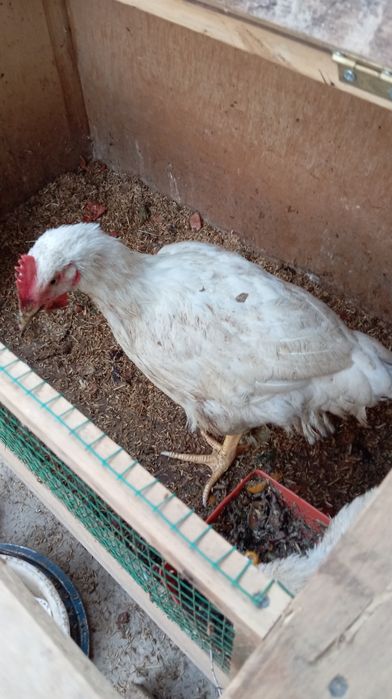 Бролер сотилади табий бокилган!