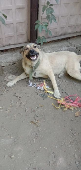 Слбака в самые добрые руки