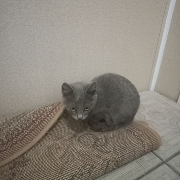 Срочно!!!нужны хозяева котятам