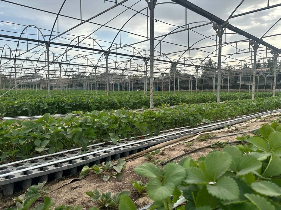 Парник  сотилади   заводской  70сотикники