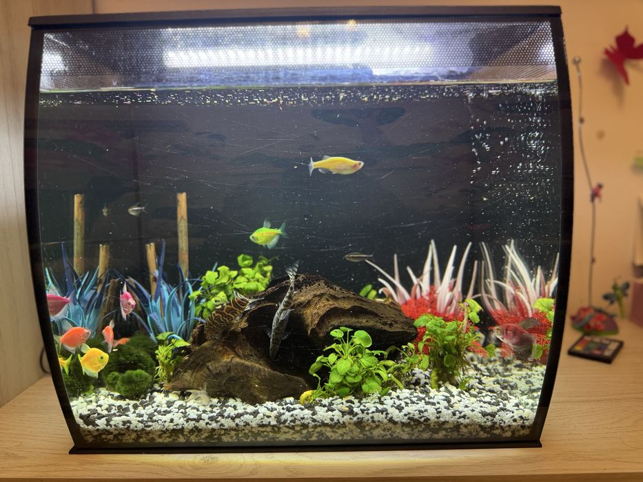 Acvariul Fluval Flex 57 L + Pesti si accesorii pentru acvariu