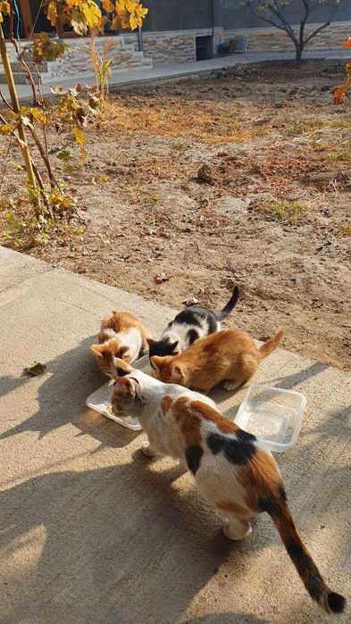 Отдам на хорошие руки, дети Трех-цветки