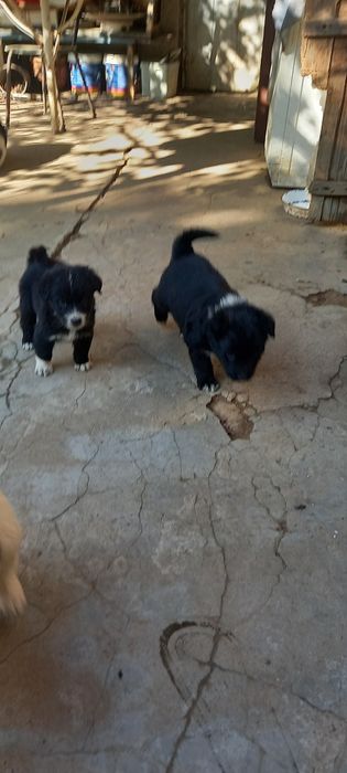 Продавам каракачанчета.