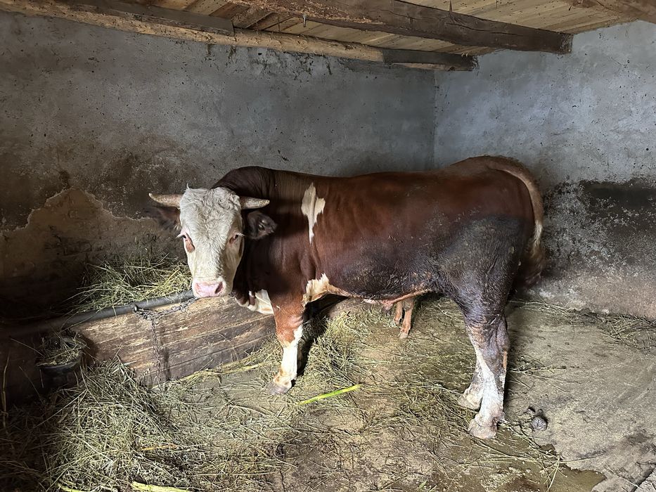 Vand taur pentru reproductie