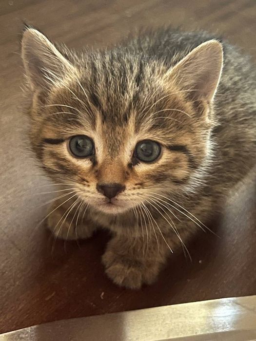 Котята отдам в хорошие руки