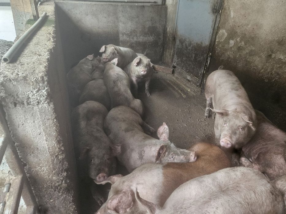 Прасета 100-130кг