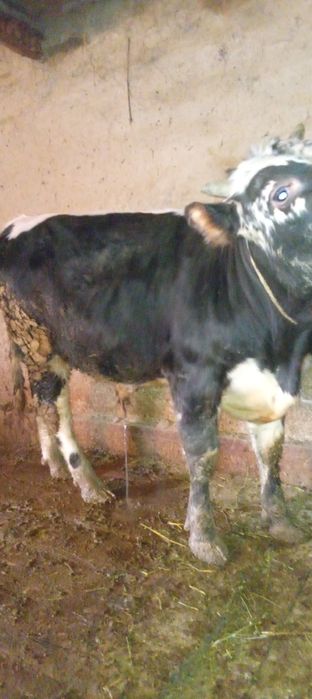 Продаётся бык 1 год