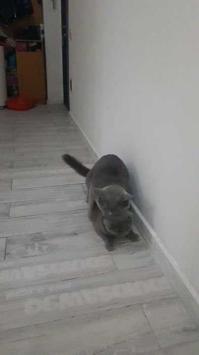 Вязка нолубого окраса британца, опытный