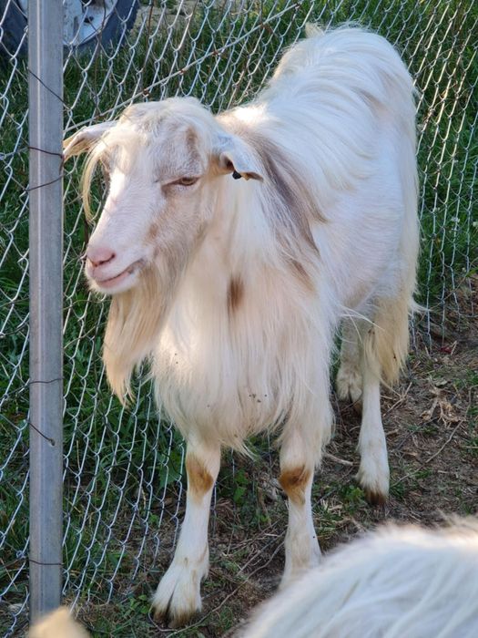 Vând berbeci și țapi