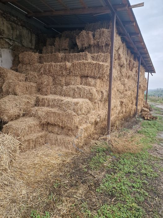 Baloti de Lucerna