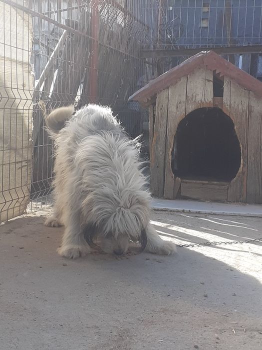 Donez catelușă de1 an jumate