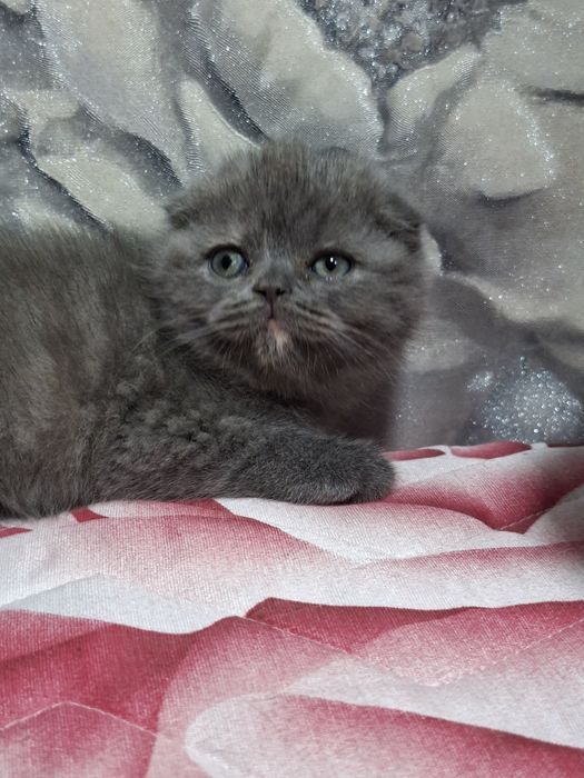 Продаётся последняя девочка скоттиш фолд