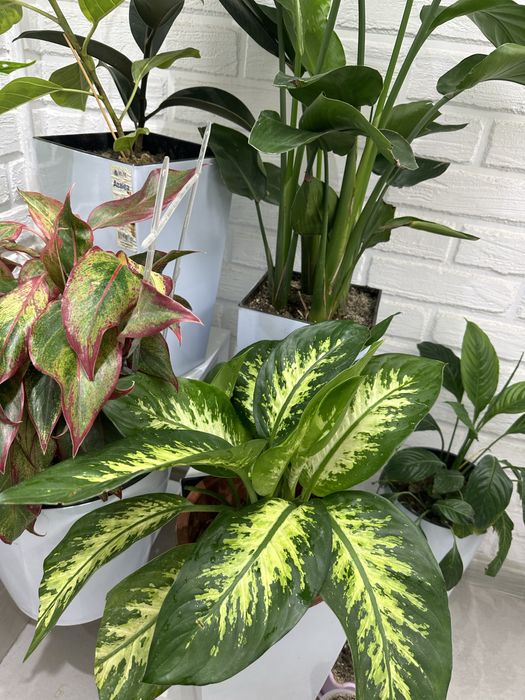 Комнатные растения -как естественный фильтр воздуха