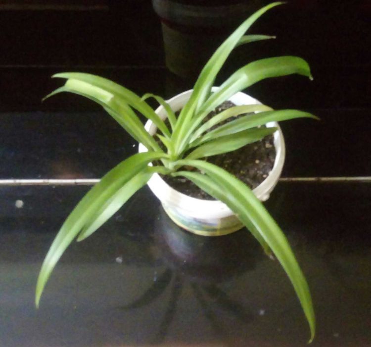 Продам хлорофитум