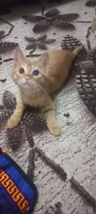 mushuklar hadya qilamiz