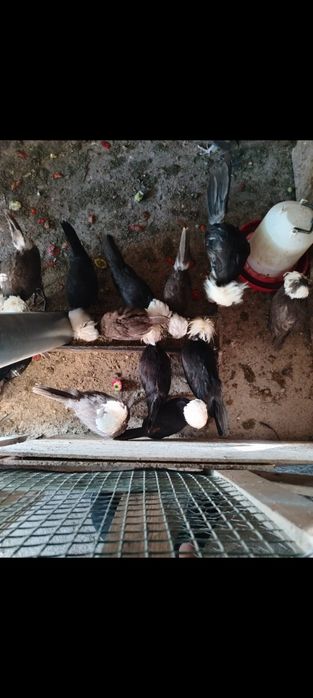 Gainuse olandeze pui în vârstă de 6 luni