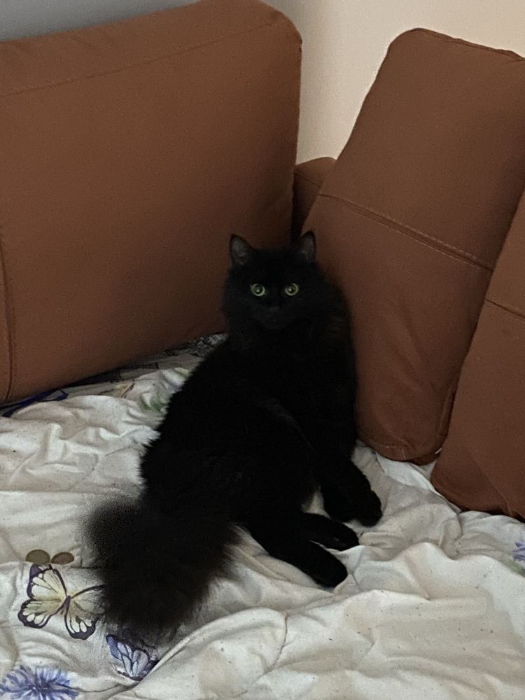 Котенок пушистый
