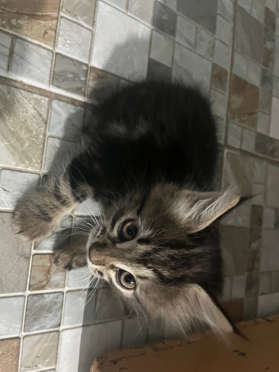 Котята          .