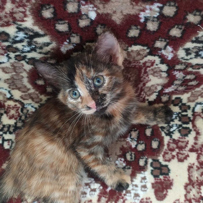 Котята в добрые, ласковые ручки