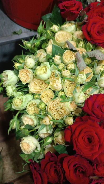 Atirgul koʻchatla sotiladi