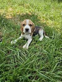 Beagle tricolor  băiat