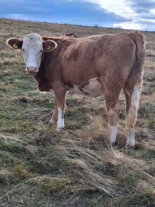 Vând junincă gestantă
