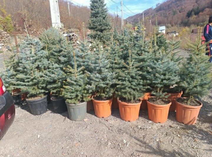 Brad argintiu si verde