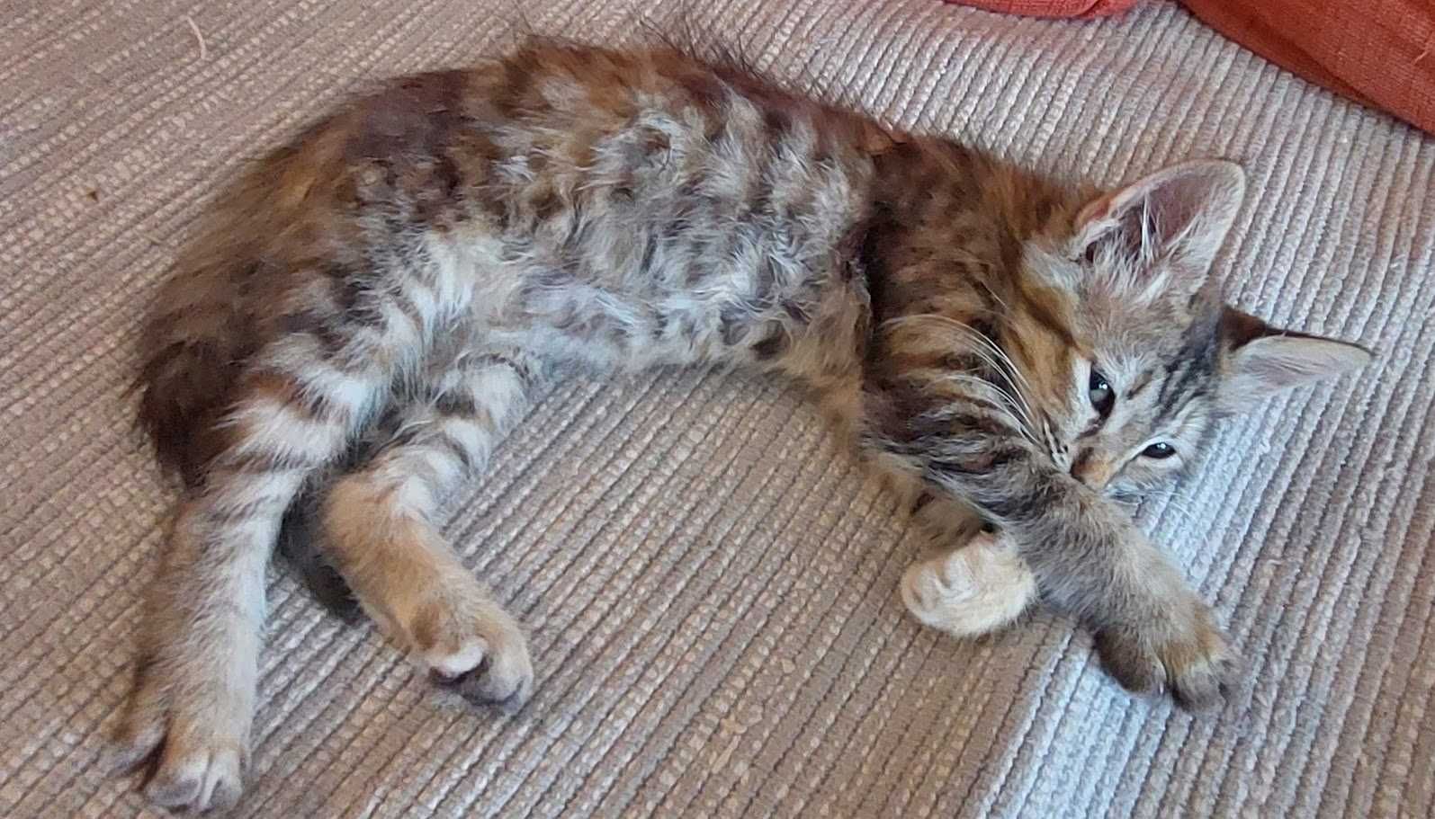 Подарявам котенце (дългокосместо)