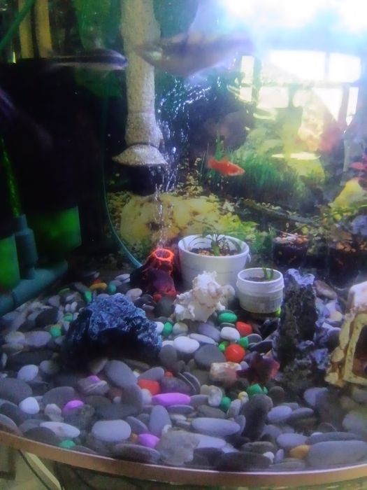 Рыбки аквариумные