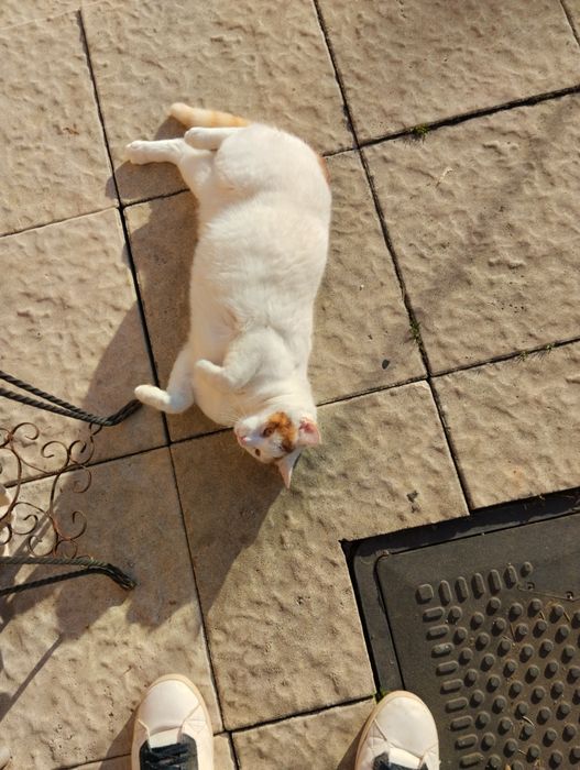 Doua pisici spre adopție urgent