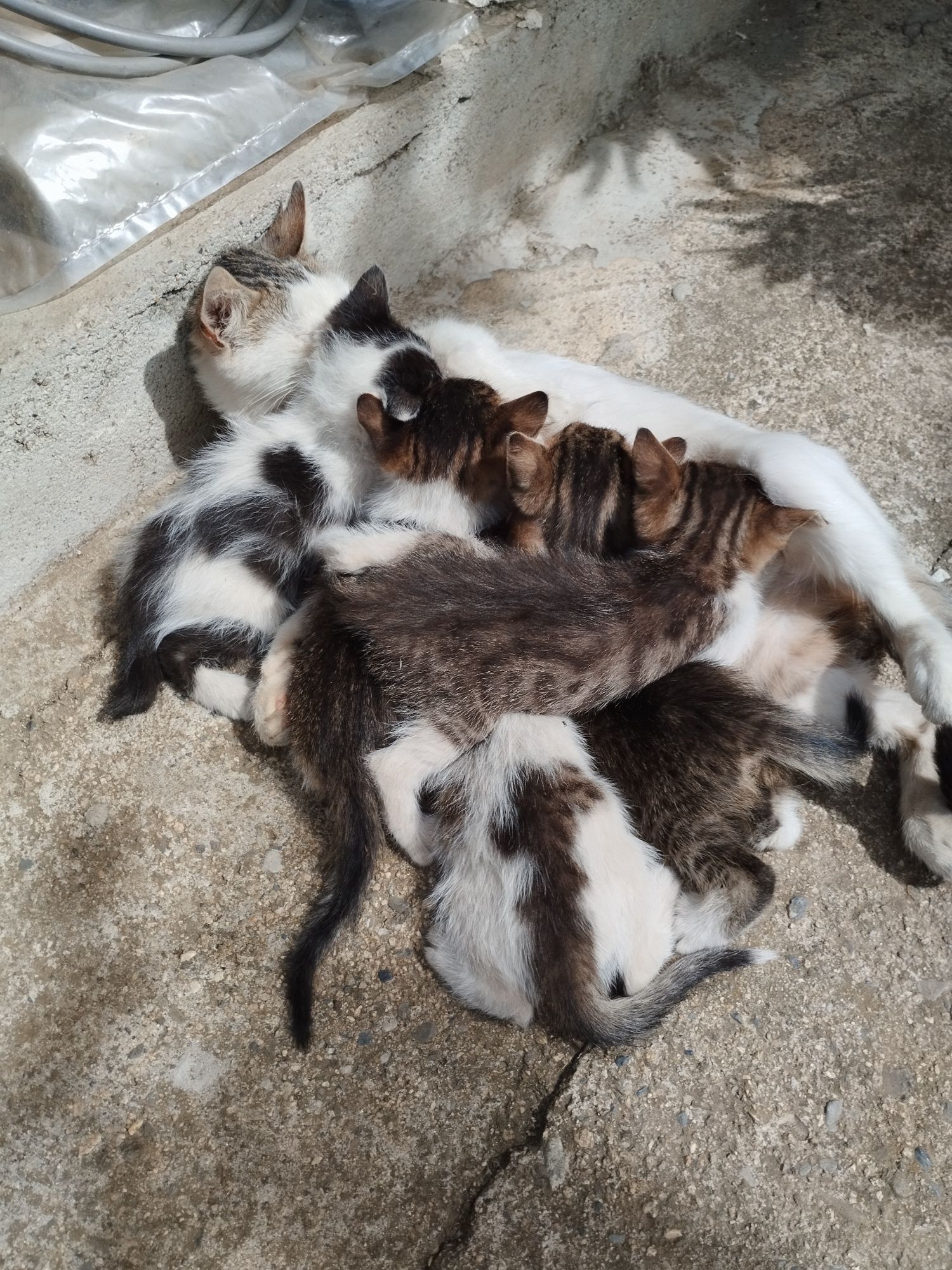 Малки котенца търсят дом