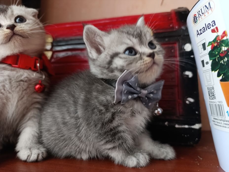 Котенок серебристый