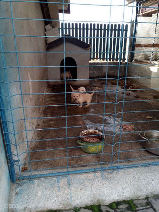 Donez căței labrador corciți