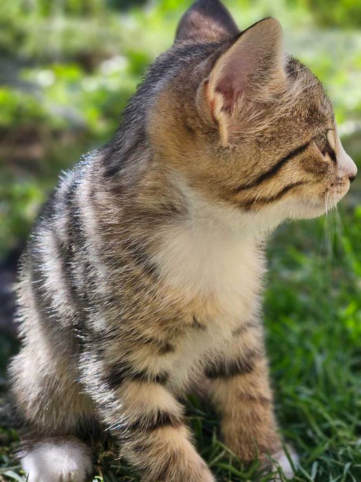 Весёлые котята ищут добрые руки