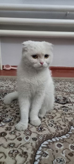 Продам Кошку  7 месяцев