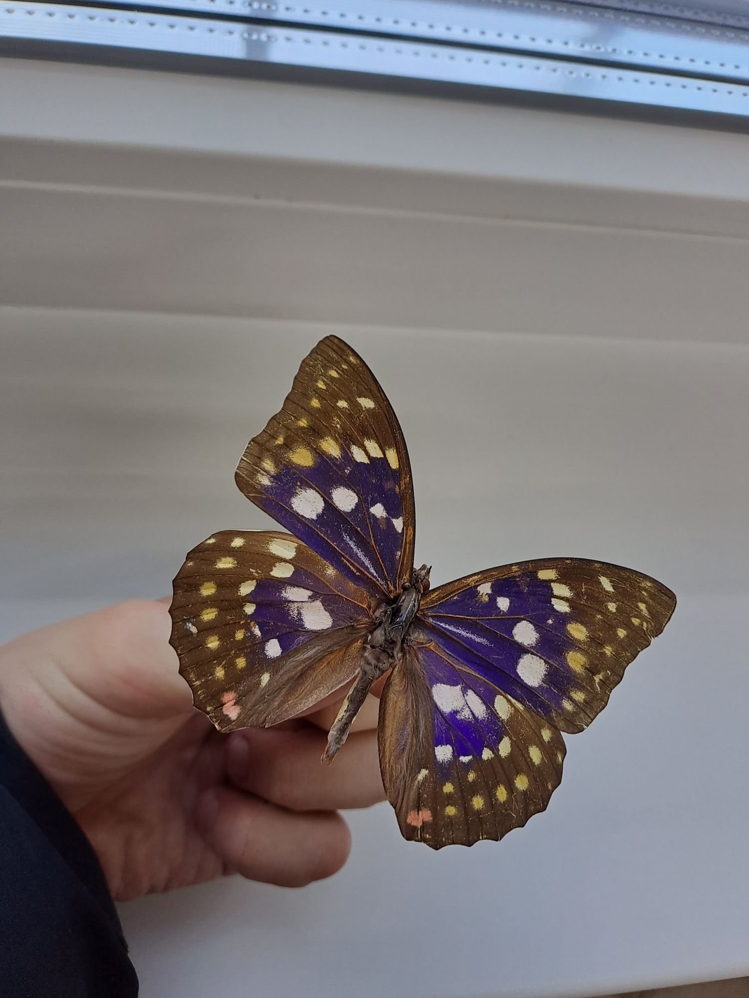Изысканные бабочки - прекрасное украшение, отличная цена!