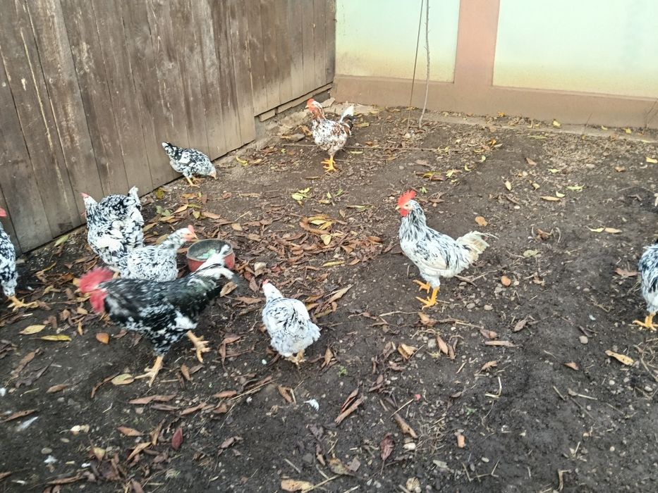 Pita pinta asturiana