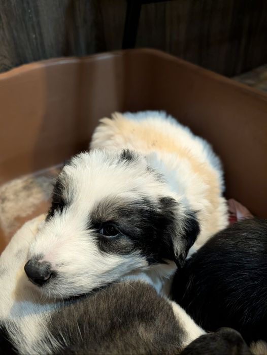 Подарявам кученца в Старо село