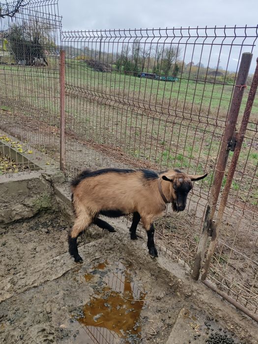 Vând țap rasa alpina franceza
